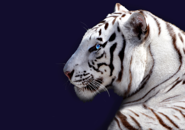 White tiger